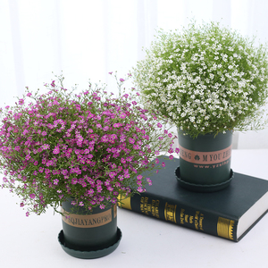 80艺之园花卉淘宝丹麦重瓣风铃花盆栽鲜花苗满天星意大利品种带花苞