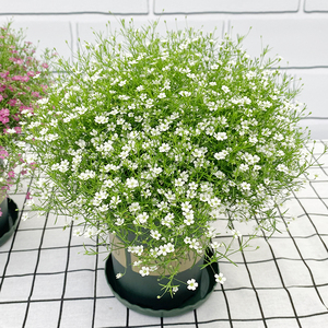 徐州市森雅园林有限公司淘宝重瓣满天星花种室内外四季花卉盆栽庭院