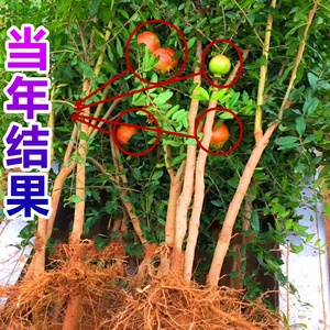 山东枣庄石榴树苗软籽大红袍马牙青皮秋燕当年结果北方种植