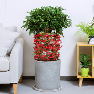 金玉满堂花盆栽植物四季