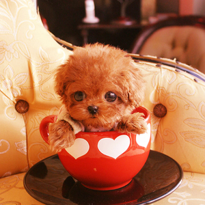 纯种家养泰迪犬幼犬茶杯体