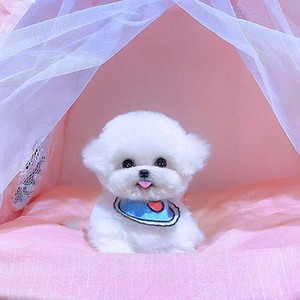 吉米萌宠淘宝茶杯犬博美幼犬纯种俊杰长不大网红小