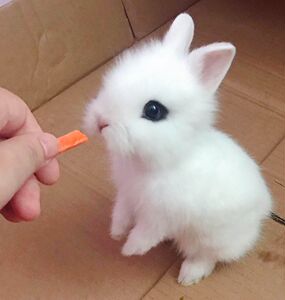 兔子活体侏儒兔茶杯兔长不大迷你小型凤眼猫猫兔垂耳兔宠物兔活物