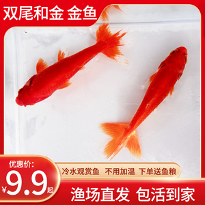 金鱼活鱼观赏鱼日本和金双尾红白锦鲤冷水鱼草金鱼淡水鱼苗懒人鱼