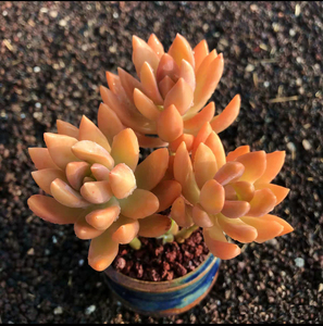 天天爱粉红布丁多肉植物花卉绿植室内组合盆栽防辐射满9.9元包邮