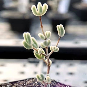 多肉钻石枝干番杏 一物一拍 保证品种 玖叁家种源 非红叶