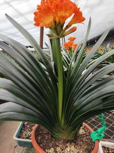 立板油匠精品国兰君子兰花卉绿植