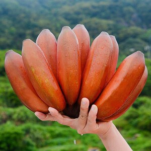 广西红皮香蕉美人蕉新鲜水果包邮红色芭蕉现货甜现货