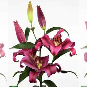 【圃朗特】现货进口种球帕拉佐palazzo单瓣系列百合多年生球根3粒