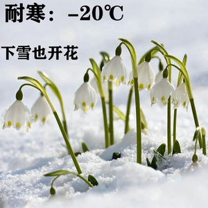 冬季外室耐寒植物室内花卉庭院耐冻盆栽冬天开花进口雪片莲四季