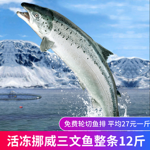 已核酸检测 挪威进口鲜活冷冻三文鱼整条12斤非刺身免费轮切鱼扒