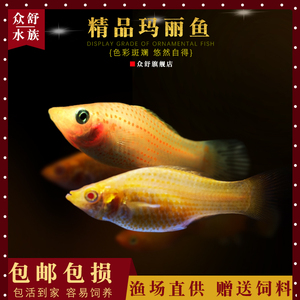 胎生鱼银球黑球玛丽鱼金球月光鱼热带鱼皮球宠物鱼活体观赏鱼活鱼