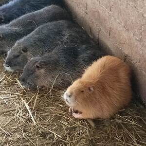 海狸鼠幼崽活体宠物海狸鼠活物种苗活体幼仔公母河狸鼠海狸鼠苗
