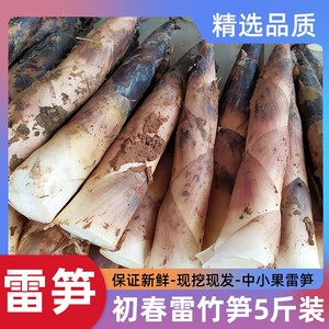 冬笋新鲜野生四川