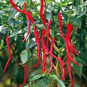 成都牧马山二荆条辣椒新鲜现摘红二金条红海椒长豆瓣剁椒非红线.