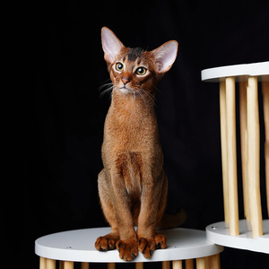 北京猫舍售阿比西尼亚猫咪活体法老猫纯种宠物猫红阿比小鹿色幼猫