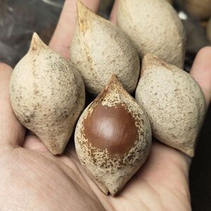 橄榄核原籽特大超大佛心果菩提单颗脖挂长串铁核原核单雕刻蒜头
