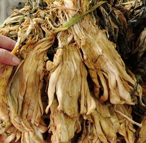 广西英家大头菜