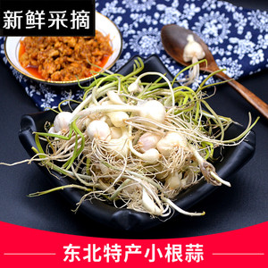 小根蒜野生大脑瓜浸没菜大脑瓜崩山野菜野葱新鲜蔬菜蘸酱菜