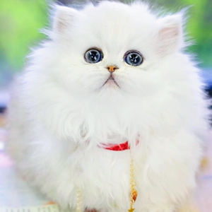 金吉拉猫纯种