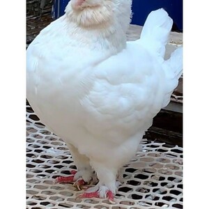 眯眯眼大象腿进口美系白色圆环种鸽种蛋特大体元宝鸽子受精蛋活体