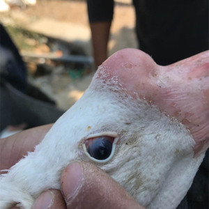 山东原产地莱阳五龙鹅蛋纯种豁眼鹅疤眼鹅种蛋可孵化受精率高包邮