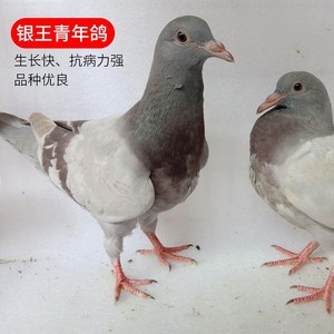 活体鸽子白羽王鸽瓦灰鸽银王鸽黑金刚鸽落地王鸽雨点鸽雨点信鸽8