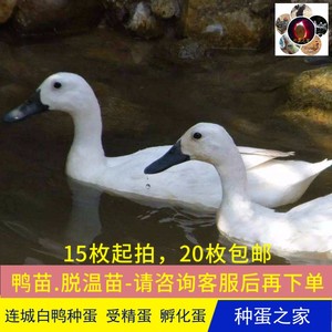 002人付款淘宝白鹜鸭连城白鸭中国第一鸭,需要苗的可以联系绪均的
