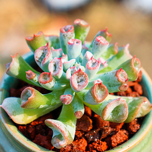 多肉魔笛 猪鼻子多肉植物花卉绿植盆栽防辐射肉肉植物肉肉组合