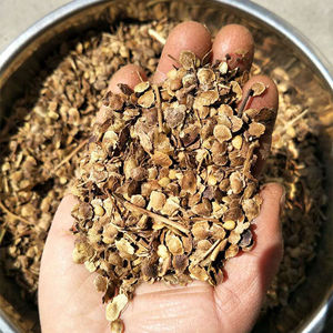 当年新采臭椿树籽 臭椿树种子 臭椿种子椿树种子造林树籽林木种子