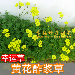 【黄花酢浆草种子】幸运草 三叶草种子 盆栽花卉种子 春夏秋播种