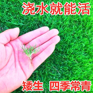 草坪草籽四季常青护坡狗牙根马尼拉地毯草孑绿化黑麦草皮种子矮生