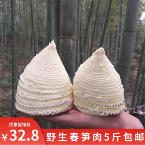 新鲜春笋现挖带壳笋野生时令蔬菜嫩笋肉四川宜宾楠竹笋去壳春笋肉