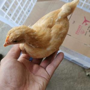 35天半大脱温土鸡母鸡公鸡三黄鸡活体草鸡麻鸡小鸡仔家养包活