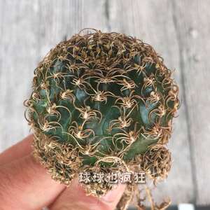 方便面 乌艳丸 软刺丽花球属 美观开大红花 防辐射 自根仙人球