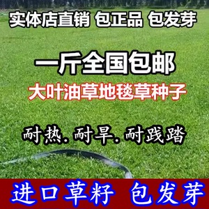 四季草坪种子地毯草种子大叶油草种子大叶油草草籽抗旱固土护坡草