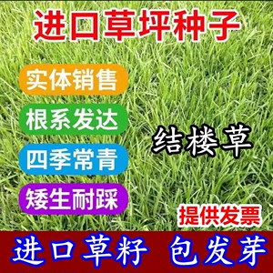 日本结缕草种子进口草坪草籽四季长青矮生耐践踏庭院足球场草种子