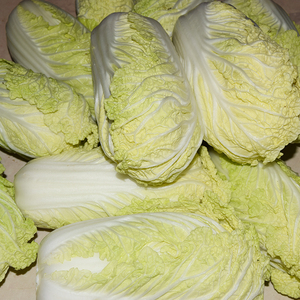 山东白菜胶州大白菜