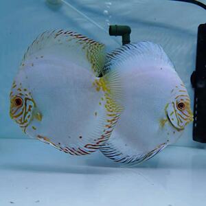 七彩神仙鱼苗白蝴蝶谈水活体观赏斗鱼热带鱼鱼神仙七彩