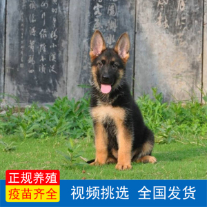 德国黑狼犬