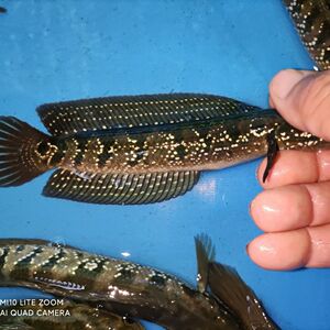 【包活】七星鱼雷龙鱼山花点秤星光鱼冷水淡水鱼观赏鱼养不死包邮