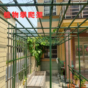 爬山虎爬藤植物室内