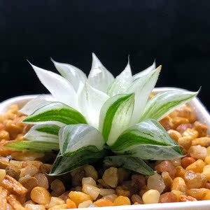 元祖冰砂糖原始种水晶寿锦实生非组培一物一拍十二卷多肉