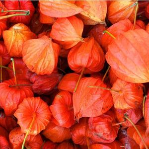 东北红菇娘野生苦菇娘红姑娘鲜果净重2斤装