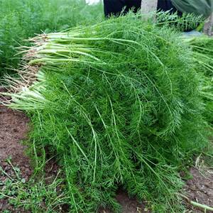 小茴香菜新鲜4斤2斤山东农家蔬菜荤香茴香苗回香菜可带根1人付款45