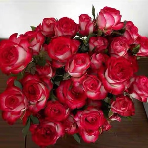 狮子座/宏阳台 云南切花月季 多头小玫瑰 丰花 盆栽地栽 阳台花卉