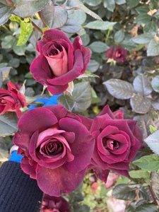 新品云南切花月季骇客玫瑰天鹅绒般质感暗红色小苗盆栽地栽庭院