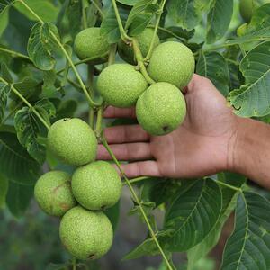 00绚懿旭升专卖店天猫盆栽文玩麻核桃树苗 蛤蟆头 四座楼 核桃苗