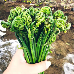 广西桂林特产水蕨菜新鲜5斤现摘农家野菜龙爪菜小河边绿色野蔬菜