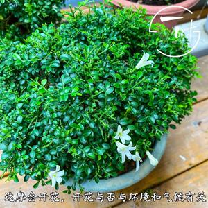 达摩九里香台湾引进办公桌桌面小叶盆栽绿植微型禅意盆景净化空气